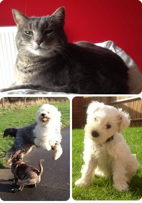 Pet services bedfordshire