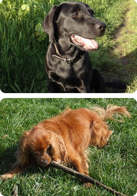 Pet walking bedfordshire