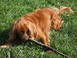 Dog Walking 1