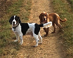 Dog Walking 2