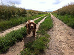 Dog Walking 7