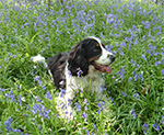 Dog Walking 8