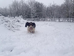 Dog Walking Image