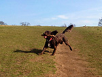 Dog Walking Image