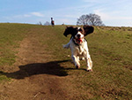 Dog Walking Image