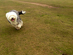 Dog Walking Image