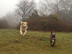 Dog Walking Image