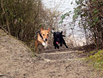 Dog Walking Image