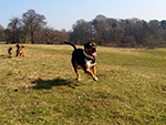 Dog Walking Image