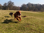 Dog Walking Image