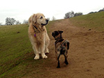 Dog Walking Image
