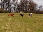 Dog Walking Image