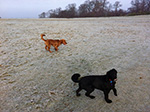 Dog Walking 16
