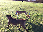 Dog Walking 14