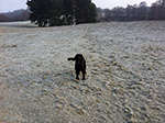Dog Walking 13