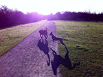 Dog Walking 11