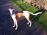 Dog Walking 10