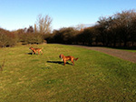 Dog Walking 9