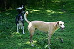 Dog Walking 12