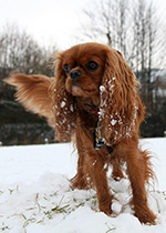 Dog Walking 13