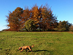 Dog Walking 15